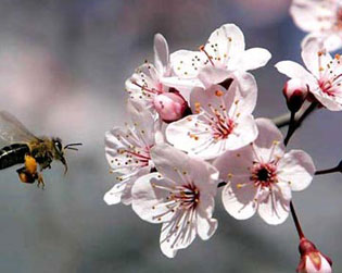 黄女士,子宫肌壁间肌瘤