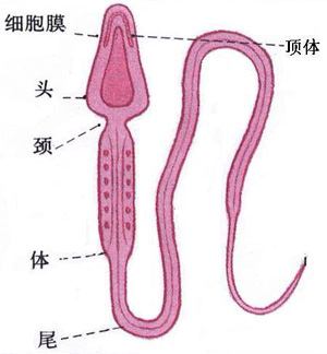 成熟的精子