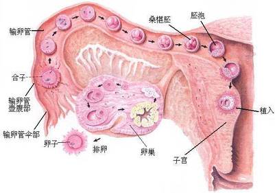孕全图